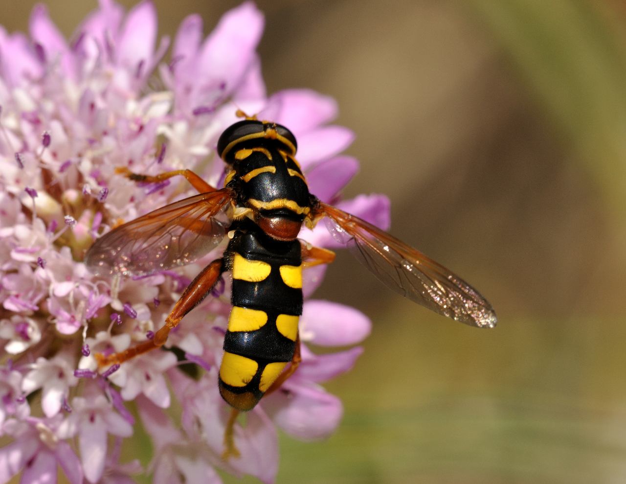 Milesia semiluctifera (Syrphidae)